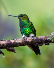 Hummingbird flying eating