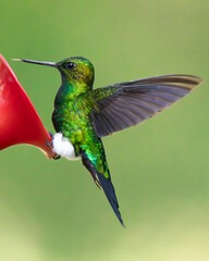 Hummingbird flying eating