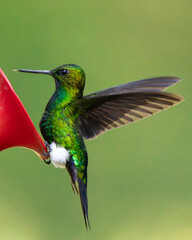 Hummingbird flying eating