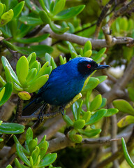 Hummingbird flying eating