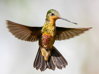 Hummingbird flying eating