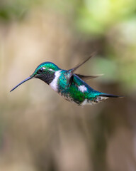 Hummingbird flying eating
