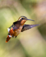 Hummingbird flying eating