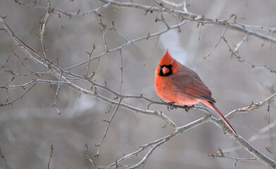 red cardinal on a tree branch in winter (prospect park brooklyn) animal bird wildlife telephoto photography beautiful colorful tufted bird black face fiery feathers