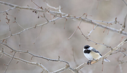 Black-capped chickadee sitting on a bare tree branch in winter prospect park brooklyn avian bird wildlife photography new york city urban animal © Yuriy T