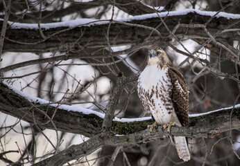 red tail hawk sitting on a tree branch in winter during grey cloudy weather (prospect park brooklyn animal wildlife bird raptor predator telephoto close up photography) photo perched