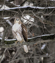 red tail hawk sitting on a tree branch in winter during grey cloudy weather (prospect park brooklyn animal wildlife bird raptor predator telephoto close up photography) photo perched