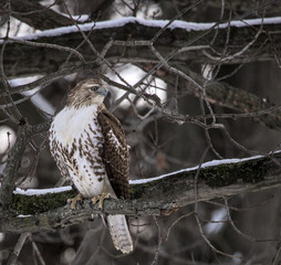 red tail hawk sitting on a tree branch in winter during grey cloudy weather (prospect park brooklyn animal wildlife bird raptor predator telephoto close up photography) photo perched