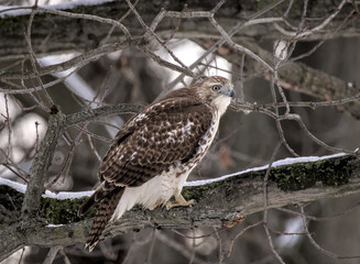 red tail hawk sitting on a tree branch in winter during grey cloudy weather (prospect park brooklyn animal wildlife bird raptor predator telephoto close up photography) photo perched