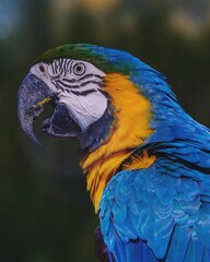 The Macaw, with its bright plumage and large body size, is one of the most stunning parrots in the world. 
