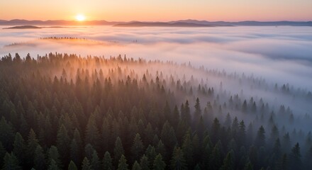 Fototapeta premium Sunrise paints misty forest in warm hues. AI Generated