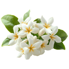 White Blooms