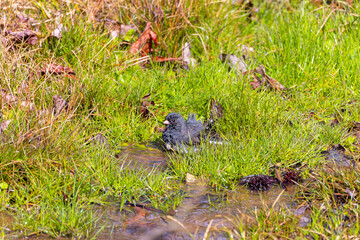 The dark-eyed junco (Junco hyemalis ) takes a bath after the rain
