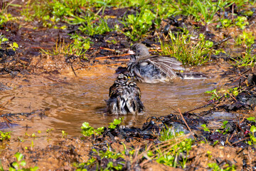 The dark-eyed junco (Junco hyemalis ) and The fox sparrow (Passerella iliaca) are bathing after the rain
