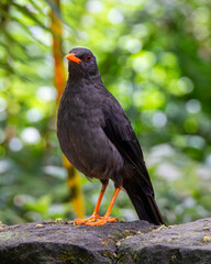 Great thrush Turdus fuscater