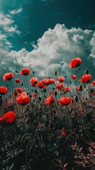 Obraz premium Vibrant Red Poppies Under Dramatic Clouds in Picturesque Field