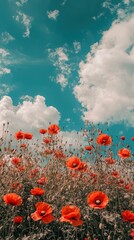 Obraz premium Vibrant Red Poppies Against a Picturesque Blue Sky with Clouds