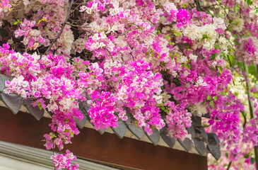 rooftop with beautiful purple and white bougainvillea flowers in garden