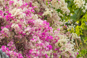 purple and white bougainvillea flowers in garden