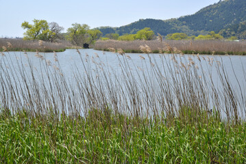 琵琶湖　湖畔の葦　滋賀県