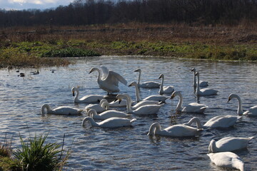 ご宝殿安曇野のコハクチョウ