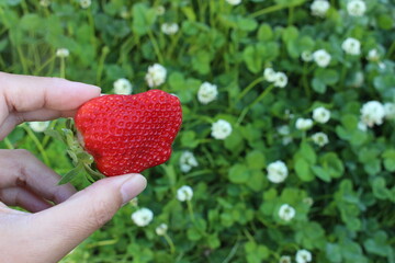 夏秋いちご・サマーリリカルとシロツメグサ