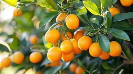 Ripe oranges hanging on a tree in a sunny orchard with fresh leaves and healthy growth