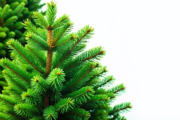 Majestic Spruce Tree Isolated on White Background - Perfect for Holiday Designs and Winter Scenes