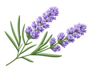 Obraz premium Two Sprigs of Lavender