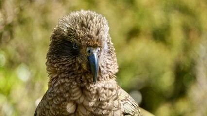 Alpine Parrot of New Zealand The kea (Nestor notabilis)