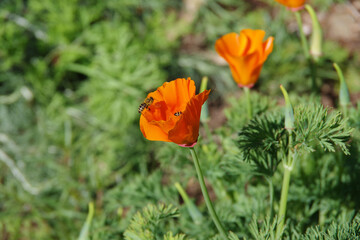 Bees foraging on wild California golden poppies in the spring