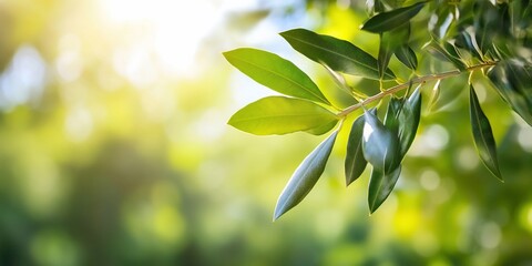 Obraz premium Olive Branch Green Leaves Sunlight Nature Background