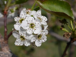 Bradford Pear tree flowers in spring, Colorado
