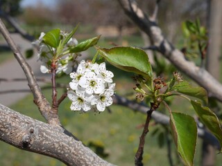 Bradford Pear tree flowers in spring, Colorado