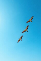 A group of birds soaring together through clear blue skies, flocking behavior, birds in flight, blue sky