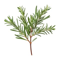 Fototapeta premium Here's a and keywords for your rosemary sprig stock photoFresh Rosemary Sprig Isolated on White
