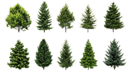 Collection of ten diverse evergreen trees on a white isolated background, showcasing natural beauty and variety.