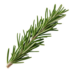 Fototapeta premium twig of rosemary
