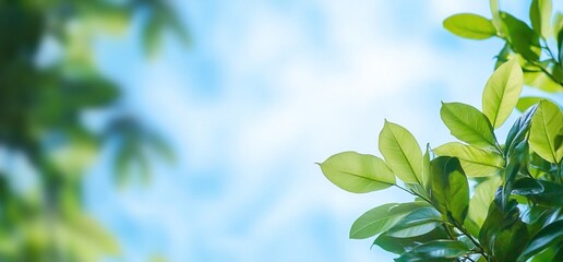 Vibrant Green Leaves Blue Sky Nature Background
