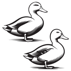 vector illustration of a duck