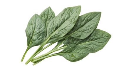 Fresh spinach leaves on a white isolate background for healthy meal preparation.