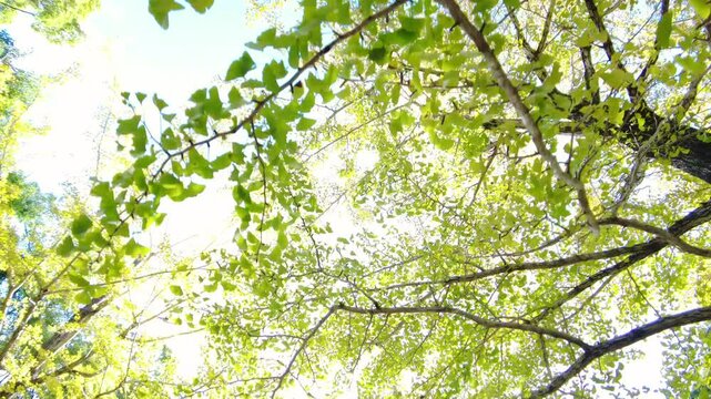 POV, dolly shot of walking on the green ginkgo biloba tree avenue with sunlight. 4K