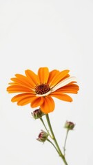 A delicate balance of orange and white in a solitary mixed flower against a crisp white background, flowers, botanical