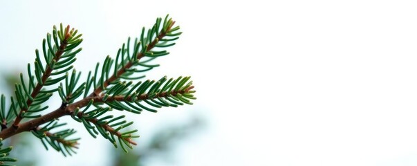 Obraz premium A few isolated pine tree branches on a white background, snowflakes, evergreen branch, frozen pine