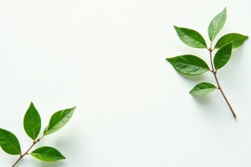 Fototapeta premium A few isolated branches in shades of green on a pristine white surface, simple, foliage, green