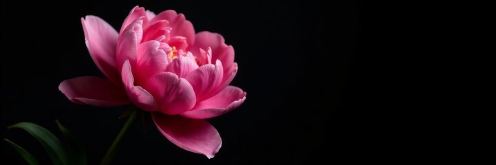 Beautiful pink peony flower on black background with dramatic lighting, pink, elegant, petal