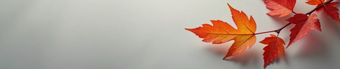 Fototapeta premium Close-up of elegant autumn leaf against neutral grey backdrop, foliage, minimalism, contrast