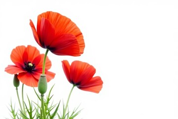 Obraz premium Bright red poppy flowers isolated on clean white background, blooming, vibrant, floral