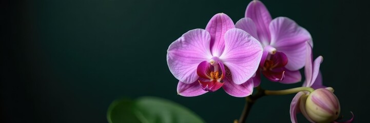 Obraz premium Soft pinkish-purple petals of the orchid against a dark green leaf, floral, botanical