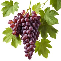 Obraz premium Fresh Red Grapes on the Vine